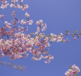 ハッセルト日本庭園　お花見　Cherry Blossom Festival – Hanami